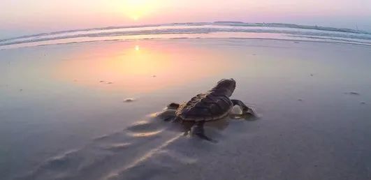 九游会·J9-官方网站|真人集团游戏品牌